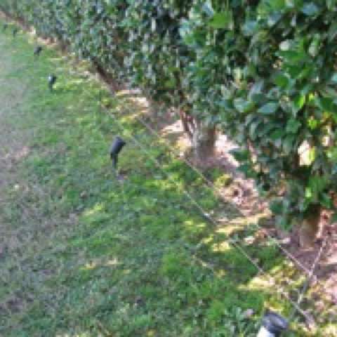 Cerco Eléctrico para Animales