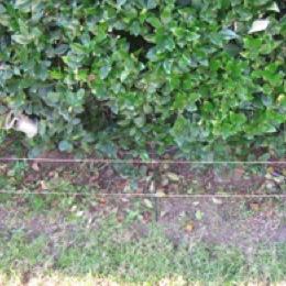 Instalaciones de Cercos Eléctricos